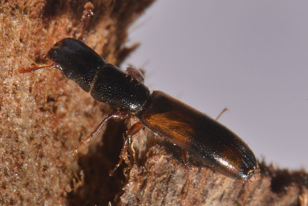 Trogositidae:   Nemozoma elongatum